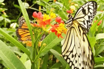 Tropical Butterfly
