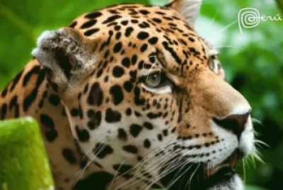 Leopardo