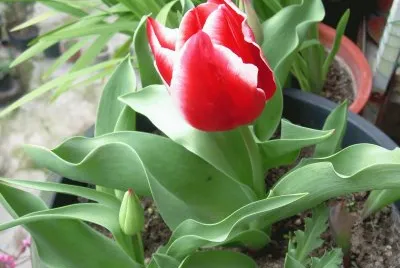 Tulipan