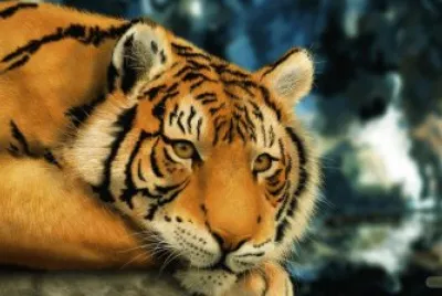 Tigre