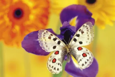 mariposa jigsaw puzzle