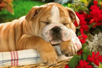 BULDOG