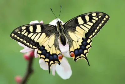 mariposa