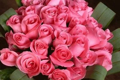 rosas jigsaw puzzle