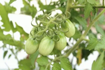 TOMATINHOS jigsaw puzzle