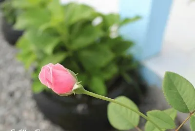 פאזל של BOTÃƒO DE ROSA