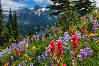 Mount Rainier National Park