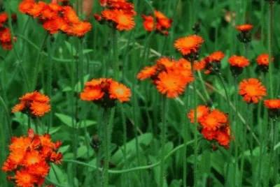 Ã©perviÃ©res orangÃ©es