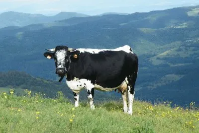 פאזל של vache vosgienne