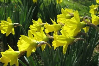 jonquilles