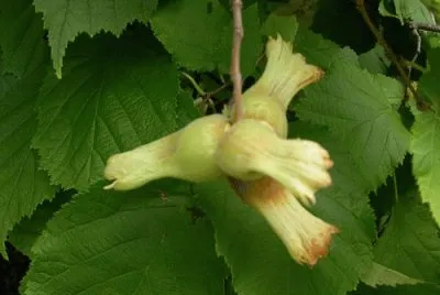 noisettes