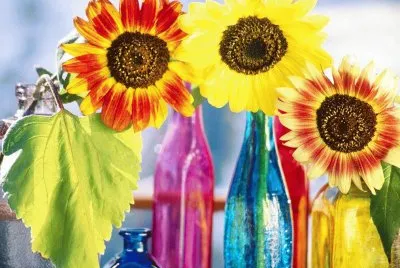 girasoles