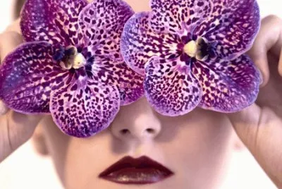 Purple Orchids