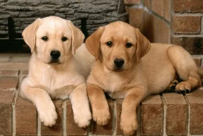 Double-Trouble-Labrador-Retrievers