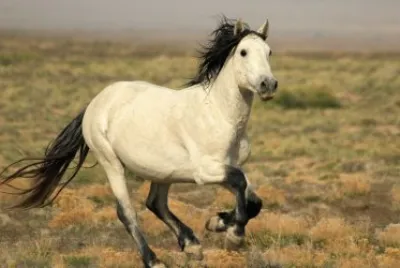 galop