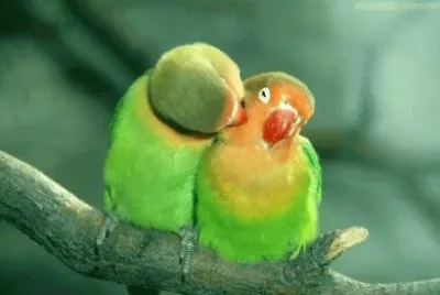 פאזל של Cute