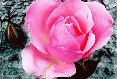 פאזל של Pink rose
