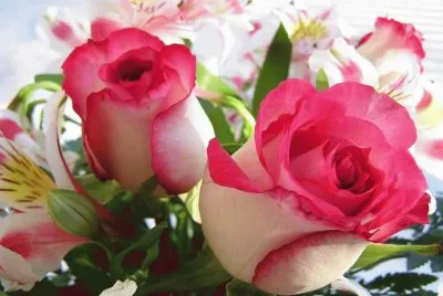 Rosas rosas