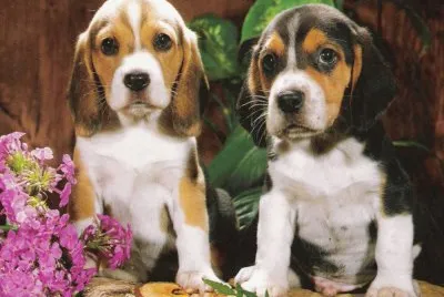 BeagleBeagleBeagle