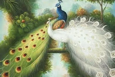 å­”é›€