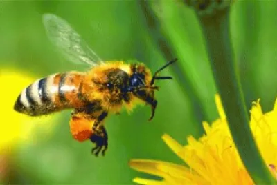 abeille