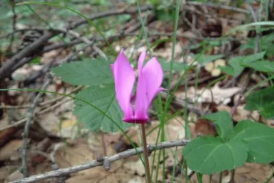 Ciclamino