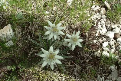 Stelle alpine