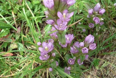 Fiori