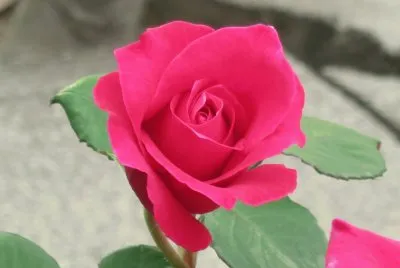 rose jigsaw puzzle