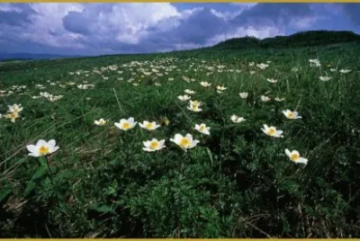 anemone