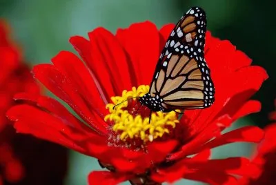 mariposa en una flor jigsaw puzzle
