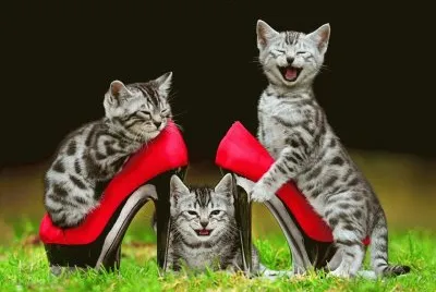 Catâ™¥
