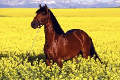 caballo entre flores