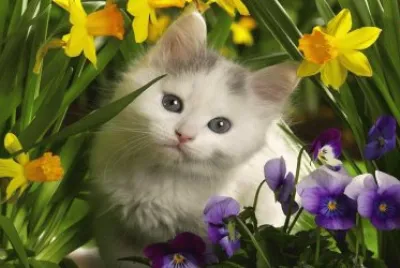 spring