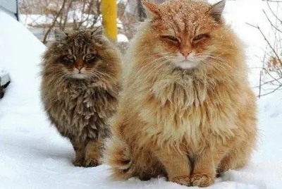 winter
