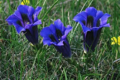 Genziana
