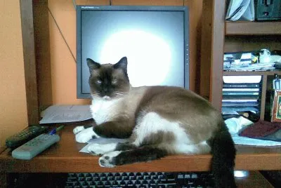 Palomo