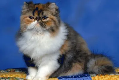 GATICO