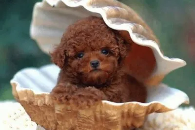 PERRITO EN CONCHA