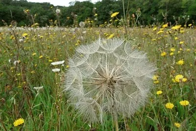 fleur de pissenlit