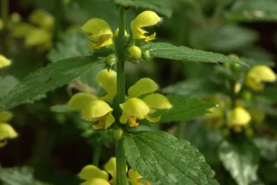 ortie jaune