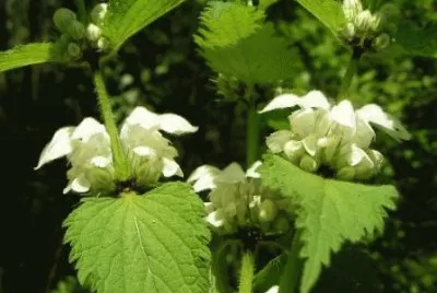 orties blanches