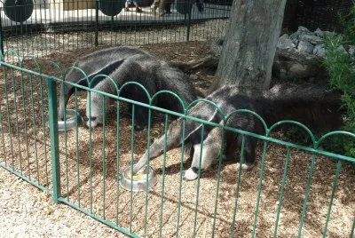 Anteater