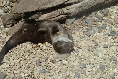 Otter
