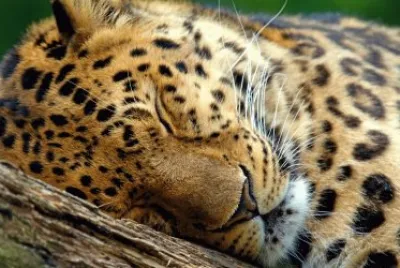 LEOPARDO