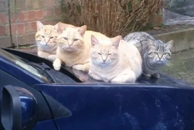 BROTHERS AND SISTER