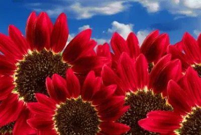 Flores