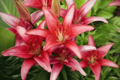 Flores