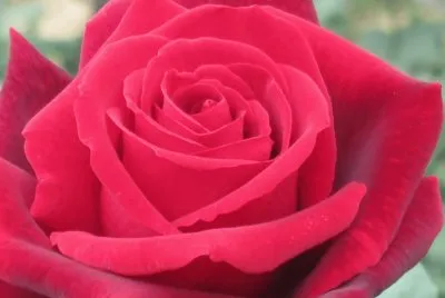 rose jigsaw puzzle