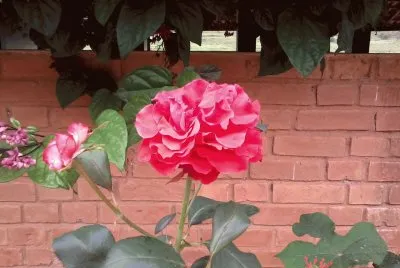 Flores morettinha